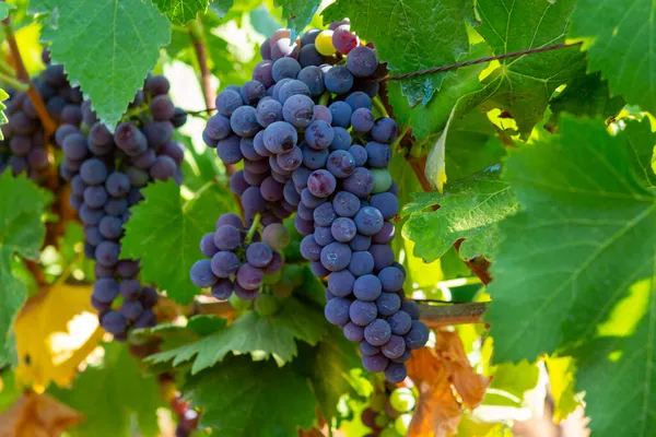 Des Grappes Raisins Merlot Rouge Mûrissent Sur Des Vignobles Verts — Photo