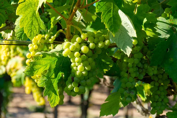 Bunches White Wine Muscat Grapes Ripening Sunlights Vineyards Terracina Lazio — Stock Photo, Image