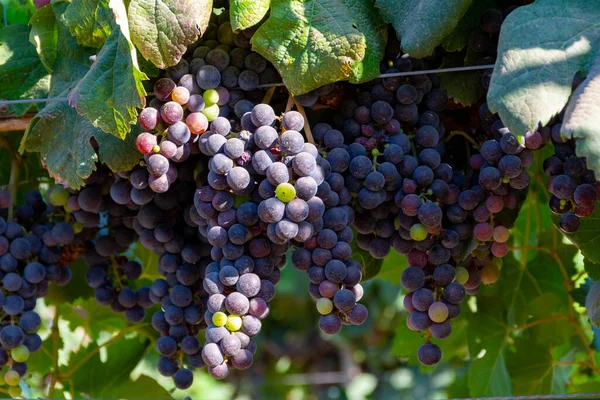 Trauben Von Rotwein Merlot Trauben Reifen Auf Grünen Weinbergen Der — Stockfoto