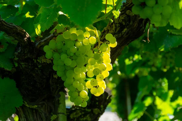 イタリア ラツィオ州テラチーナ近郊のブドウ畑で日光の下で熟す白ワインムスカットブドウの房 — ストック写真