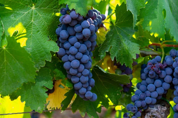 Bunches Red Wine Merlot Grapes Ripening Green Vineyards Campo Soriano — Stock Photo, Image