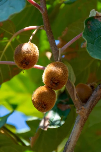 Skörd Mogna Gröna Kiwifrukter Fruktträdgård Kiwiplantager Solig Dag — Stockfoto