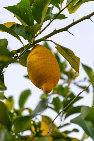 Limones Ecológicos Amarillos Maduros Cítricos Colgados Limonero Italia — Foto de Stock