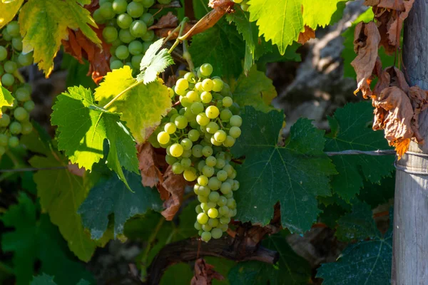 Trossen Witte Wijn Trebbiano Druiven Rijping Zonlicht Wijngaarden Buurt Van — Stockfoto