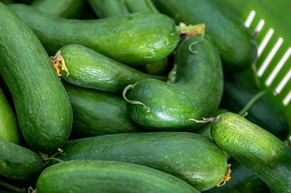 有机蔬菜背景 市场上绿色生物黄瓜的收获 — 图库照片