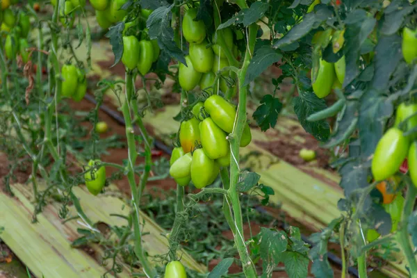 San Marzano Saláta Vagy Szószos Paradicsom Termesztése Üvegházban Lazióban Mezőgazdaság — Stock Fotó