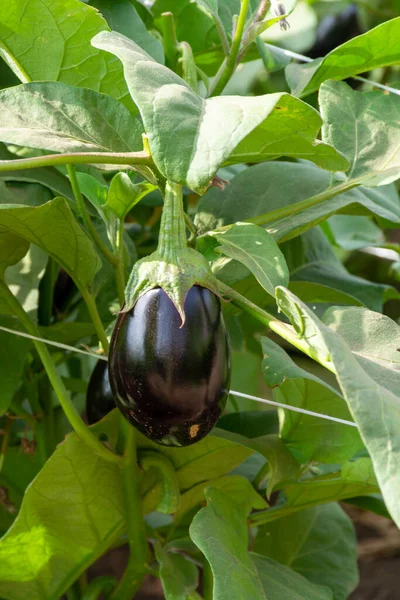 Vegetables farm with rows of eggplants plants with ripe violet fruits in sunny day
