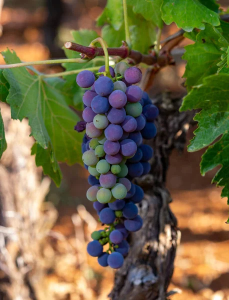 Bunches Uvas Merlot Vinho Tinto Amadurecendo Vinhas Verdes Campo Soriano — Fotografia de Stock