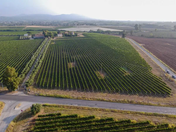 Vista Aérea Hileras Plantas Uva Viñedos Verdes Cerca Latina Lazio — Foto de Stock