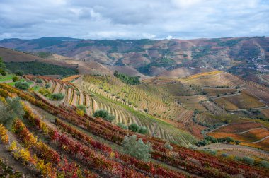 Douro nehir vadisinde panoramik manzara ve renkli tepe merdivenleri sonbaharda üzüm bağları, Portekiz 'de şarap ve liman üretim endüstrisi terasları