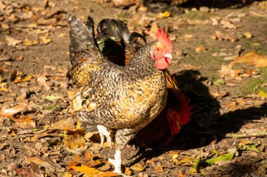 Biyolojik çiftlikte serbest liste ve tavuklar var.
