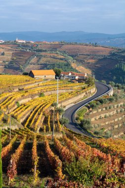 Douro nehir vadisinde panoramik manzara ve renkli tepe merdivenleri sonbaharda üzüm bağları, Portekiz 'de şarap ve liman üretim endüstrisi terasları