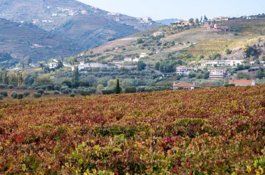 Douro nehir vadisinde panoramik manzara ve renkli tepe merdivenleri sonbaharda üzüm bağları, Portekiz 'de şarap ve liman üretim endüstrisi terasları