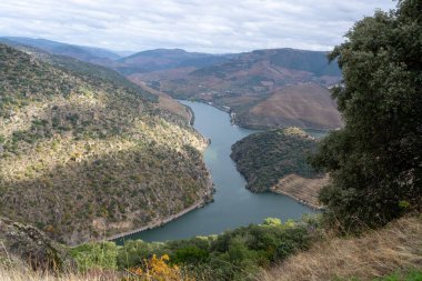 Douro nehir vadisinde panoramik manzara ve renkli tepe merdivenleri sonbaharda üzüm bağları, Portekiz 'de şarap ve liman üretim endüstrisi terasları