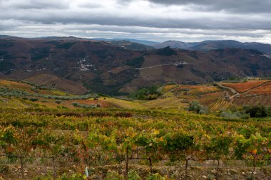 Douro nehir vadisinde panoramik manzara ve renkli tepe merdivenleri sonbaharda üzüm bağları, Portekiz 'de şarap ve liman üretim endüstrisi terasları