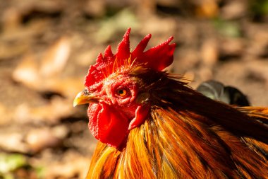 Biyolojik çiftlikte serbest liste ve tavuklar var.