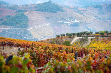 Douro nehir vadisinde panoramik manzara ve renkli tepe merdivenleri sonbaharda üzüm bağları, Portekiz 'de şarap ve liman üretim endüstrisi terasları