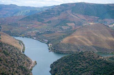 Douro nehir vadisinde panoramik manzara ve renkli tepe merdivenleri sonbaharda üzüm bağları, Portekiz 'de şarap ve liman üretim endüstrisi terasları