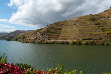 Douro nehir vadisinde panoramik manzara ve renkli tepe merdivenleri sonbaharda üzüm bağları, Portekiz 'de şarap ve liman üretim endüstrisi terasları