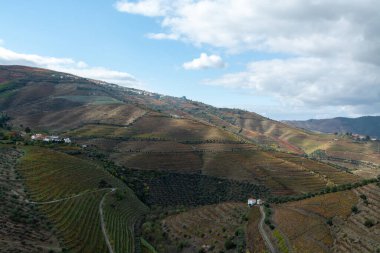 Douro nehir vadisinde panoramik manzara ve renkli tepe merdivenleri sonbaharda üzüm bağları, Portekiz 'de şarap ve liman üretim endüstrisi terasları