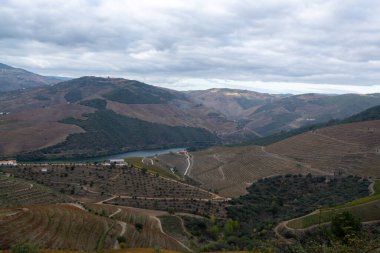 Douro nehir vadisinde panoramik manzara ve renkli tepe merdivenleri sonbaharda üzüm bağları, Portekiz 'de şarap ve liman üretim endüstrisi terasları