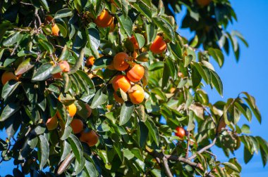 Hurma ağaçları olgunlaşmış portakal meyveleri hasat etmeye hazır.
