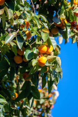 Hurma ağaçları olgunlaşmış portakal meyveleri hasat etmeye hazır.