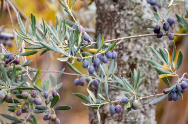 Olgun siyah ve yeşil zeytinler asılmış zeytin ağacı hasat etmeye hazır