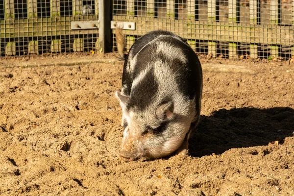 Adult female pig animal digging in sand on farm