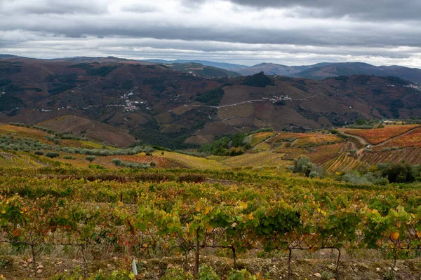 Panoramatický Výhled Údolí Řeky Douro Barevné Kopcovité Schodiště Schody Terasovité — Stock fotografie