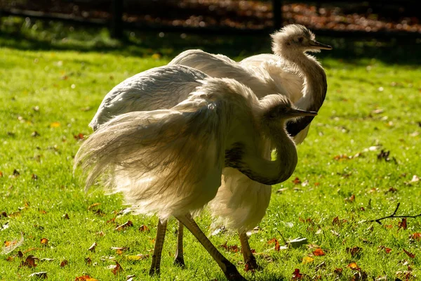 Молодые Белые Страусиные Птицы Покидают Голландскую Ферму — стоковое фото