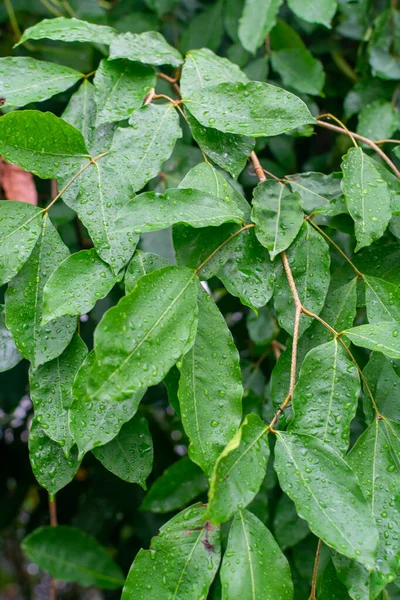 植物コレクション シナモン 緑の熱帯インドネシアのシナモンの木の湿った葉 芳香のあるシナモンスティックの源 — ストック写真
