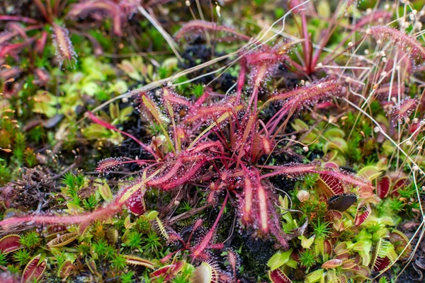 Botanische Collectie Verschillende Vleesetende Planten Die Dieren Protozoën Vangen Consumeren — Stockfoto