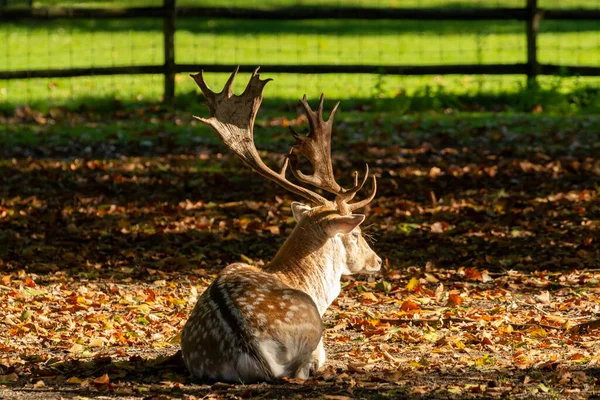 Mężczyzna Dorosły Jeleń Zwierzę Spoczywa Trawie Parku Jesienią — Zdjęcie stockowe