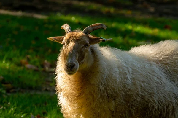 Adult Goat Animal Farm Sunset — Stock Photo, Image