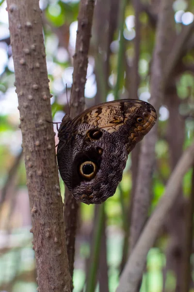 Large Owl Butterfly Sits Tree Close — Stock Photo, Image