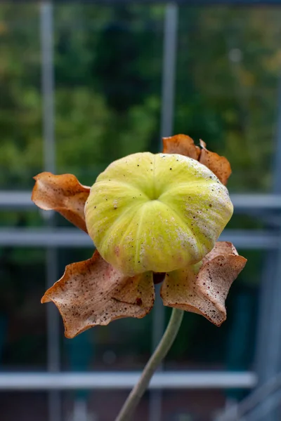 Colección Botánica Diferentes Plantas Carnívoras Que Atrapan Consumen Animales Protozoos —  Fotos de Stock