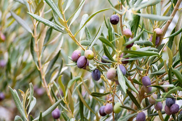 Aceitunas Maduras Negras Verdes Colgando Olivo Listo Para Cosechar — Foto de Stock