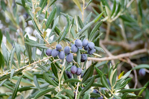 Ripe Black Green Olives Hanging Olive Tree Ready Harvest — Stock Photo, Image