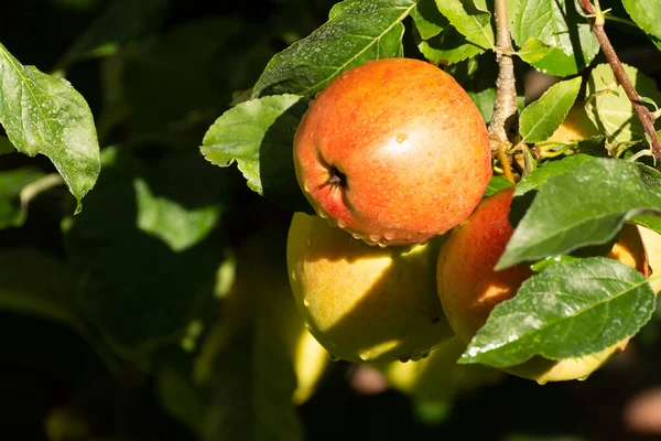 Maçãs Maduras Doces Braeburn Prontas Para Colheita Pomar Ensolarado — Fotografia de Stock