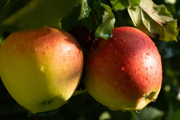 Γλυκά Ώριμα Μήλα Έτοιμα Για Συγκομιδή Ηλιόλουστους Οπωρώνες — Φωτογραφία Αρχείου