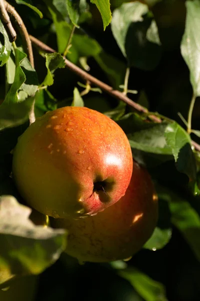 Sweet Ripe Braeburn Apples Ready Harvest Sunny Orchard — Stock Photo, Image