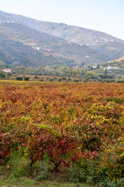 Panoramic View Douro River Valley Colorful Hilly Stair Step Terraced Stock Photo