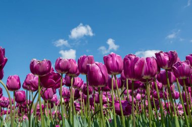 Doğa arka planda, renkli laleler çiçek açmış tarlalarda Nisan ve Mayıs 'ta ve güneşli bir günde mavi gökyüzünde.