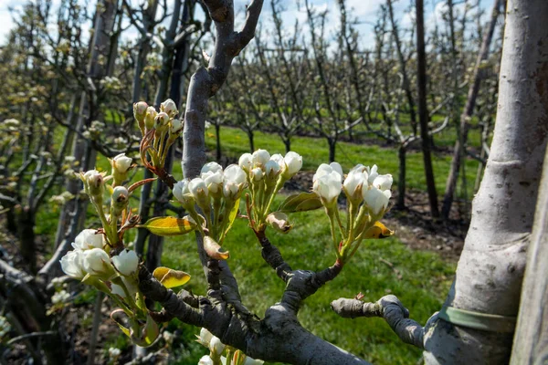 Begin of spring blossom of pear trees in Dutch orchards in april