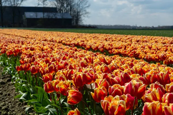 Holländischer Frühling Blühende Bunte Tulpen Auf Bauernhöfen April Und Mai — Stockfoto