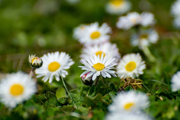 Natur Frühling Hintergrund Mit Blüte Von Weißen Gänseblümchen Blumen Und — Stockfoto