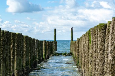 Hollanda, Zoutelande yakınlarındaki beyaz kumlu kuzey sahillerindeki tahta kutuplara bakın.