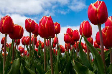 Lale soğanları üretim endüstrisi, Hollanda 'da bahar çiçeklerinin açtığı kırmızı lale çiçekleri manzarası