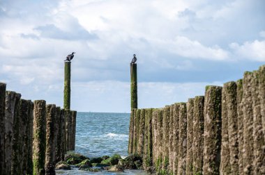 Hollanda, Zoutelande yakınlarındaki beyaz kumlu kuzey sahillerindeki tahta kutuplara bakın.